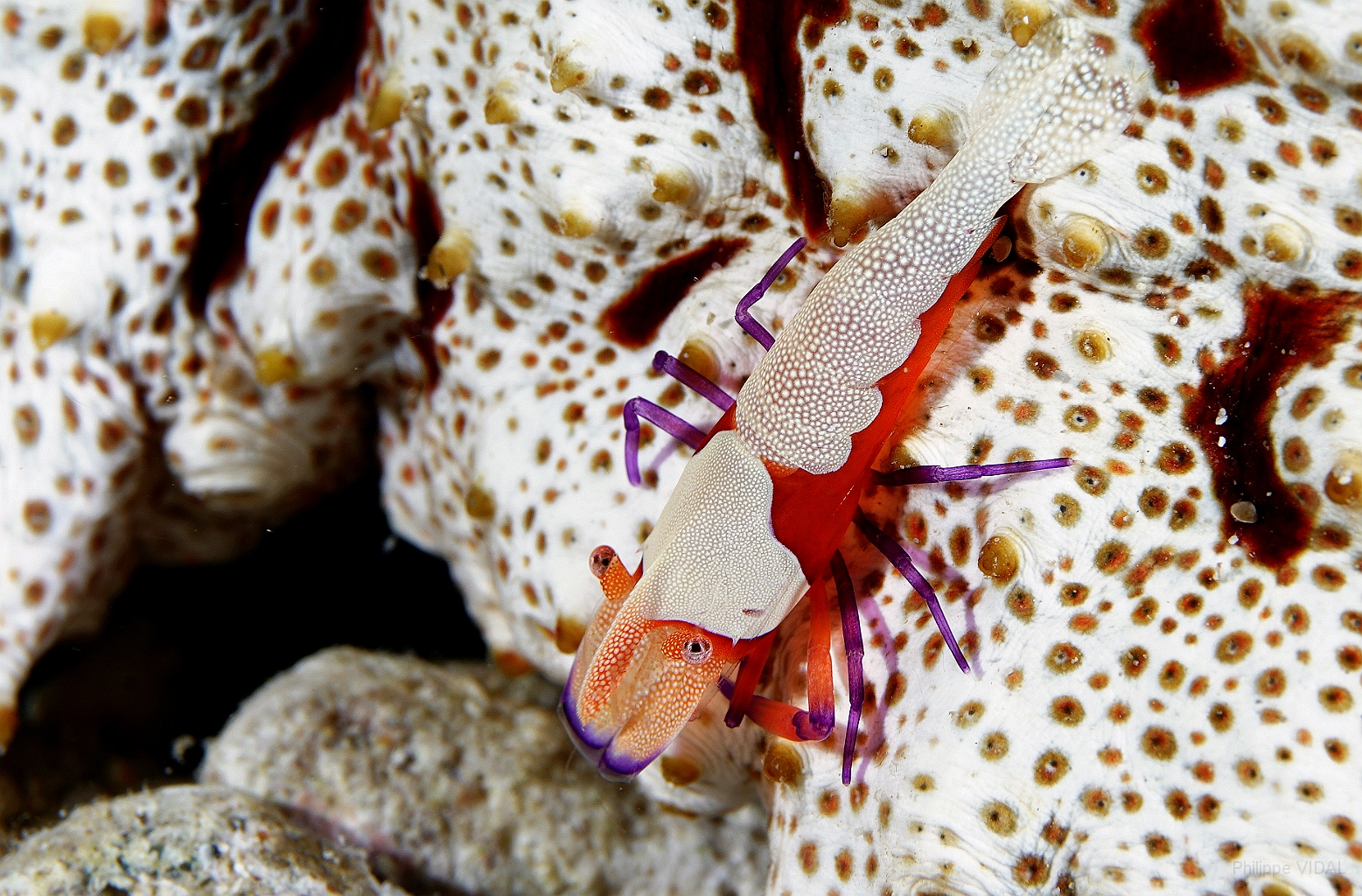 Banda Sea 2018 - DSC06489_rc - emperor partner shrimp - Crevette imperiale - Zenopontonia rex.jpg